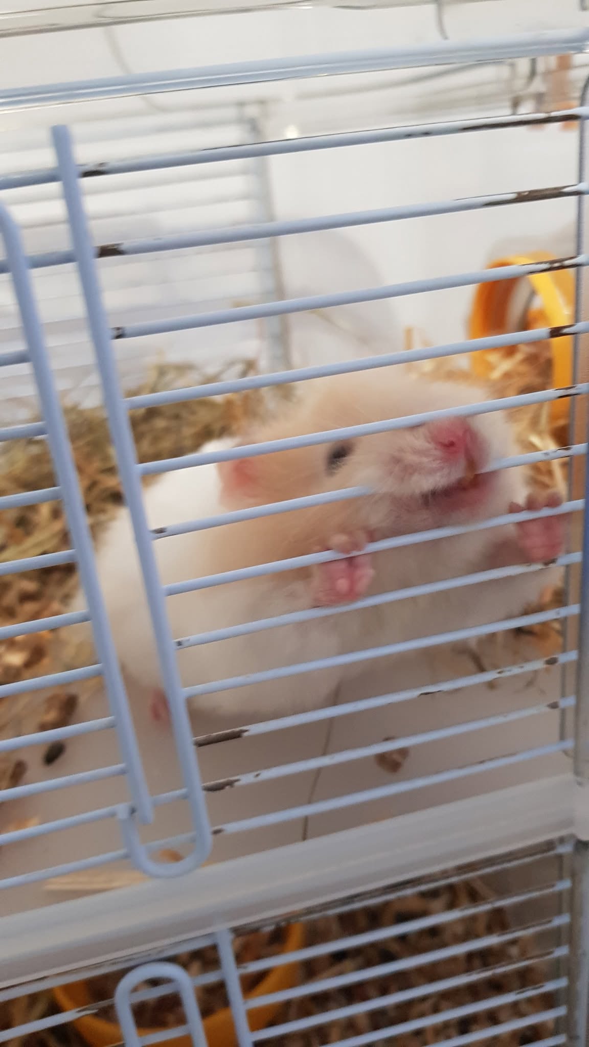 Antigamente os hamsters eram mais dóceis